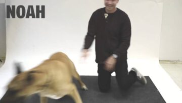 Dogs React to a Human Barking