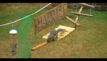 Double Squirrel Obstacle Course