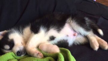 Dreaming Husky Puppy Will Melt Your Heart!