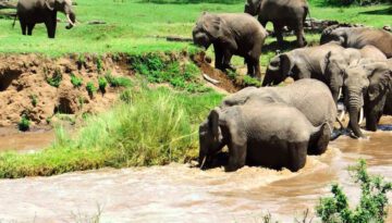 Elephant Calf River Rescue