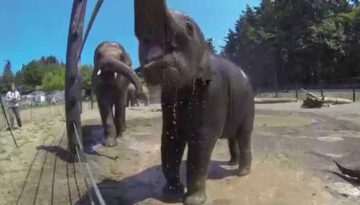 Elephant Mud Party