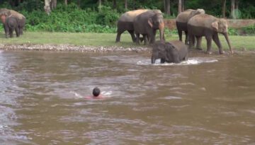 Elephant Rush to Rescue Man