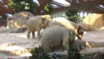 Elephants Tending to Baby Elephant