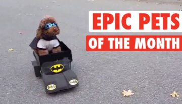 Epic Pets of the Month