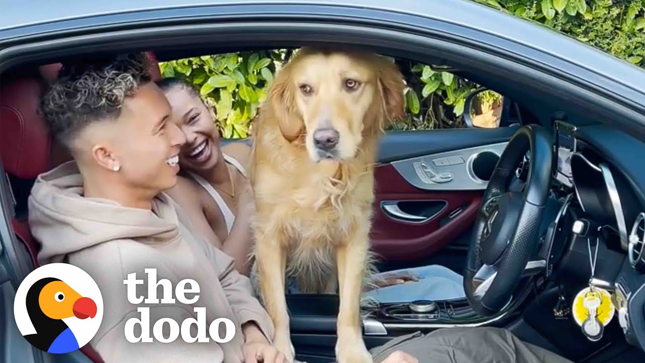 Extremely Needy Golden Retriever Meets Dad’s New Girlfriend