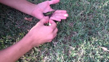 Father and 3 Yr Old Son Help Struggling Hummingbird