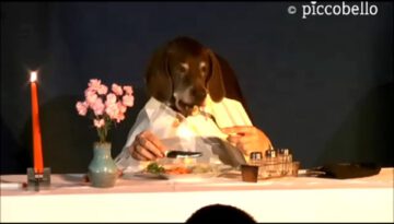 Fine Dining Has Gone to the Dogs