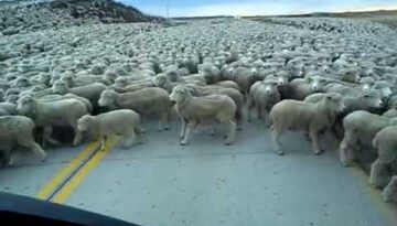 Flock of Sheep as Far as the Eye Can See