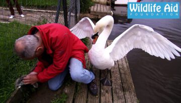 Freeing a Trapped Cygnet