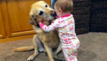 Funny Cats and Dogs Playing with Babies Compilation