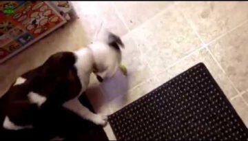 Funny Dogs vs. Lemon & Lime Compilation 2013
