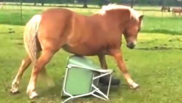 Funny Horses Video Compilation