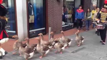 Geese Marching Band
