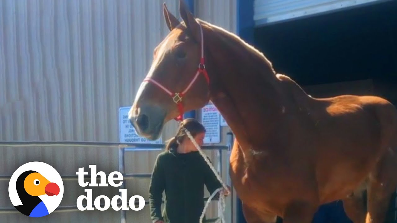 Giant Rescue Horse Who Worked For 20 Years Finally Retires