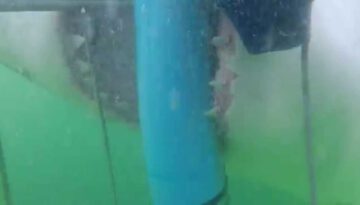 Giant Shark Attacks Cage Divers
