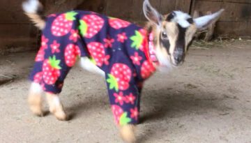 Goat Babies in Pajamas!