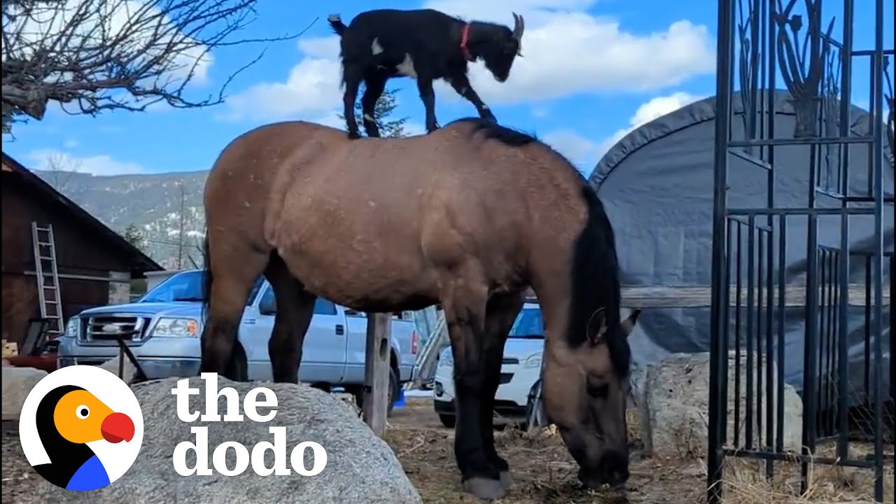 Goat Loves Getting A Lift From His Friend