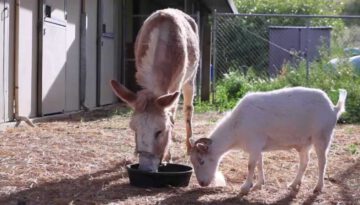 Goat Reunites with Best Friend
