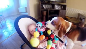 Guilty Dog Apologizes to Baby for Stealing Her Toys