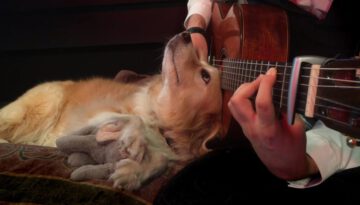 Guitar Playing Dog