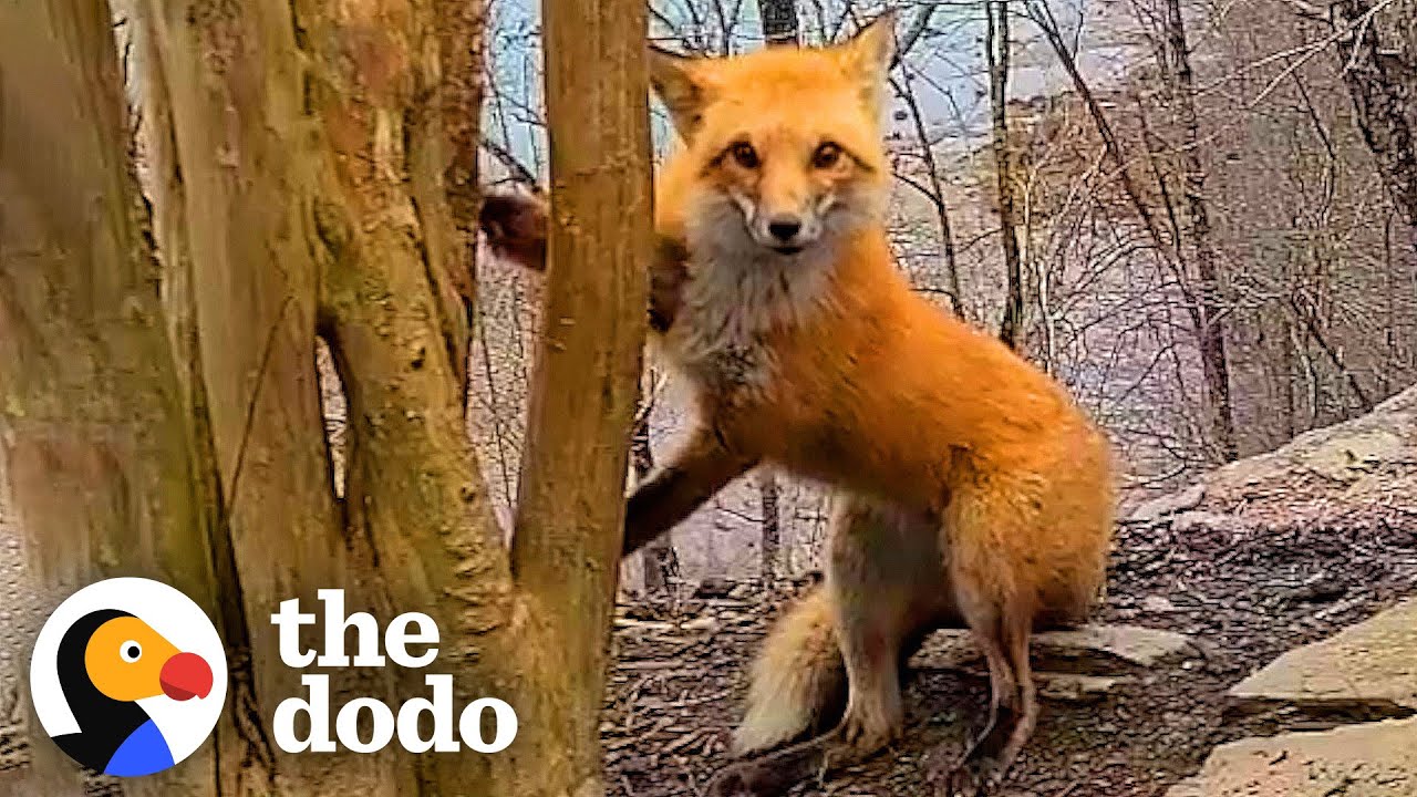 Guy Helps A Fox Whose Paw Is Caught In A Tree