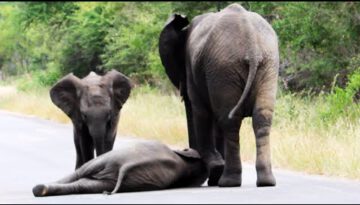 Herd of Elephants Help an Elephant Calf After Collapsing in the Road