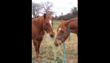 Horse Brings Girlfriend Hay and They Share It