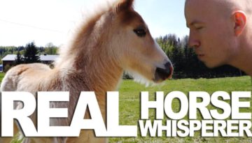 Horse Whisperer – Rudi Rok