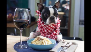How to Make Spaghetti Carbonara – by the Dog!