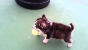 Husky Puppy Discovers a Tennis Ball
