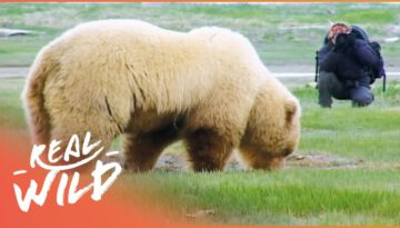 Incredible up-Close Encounter with Alaskan Brown Bear