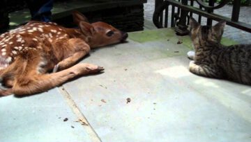 Kitten Excited to See Baby Deer on the Front Porch