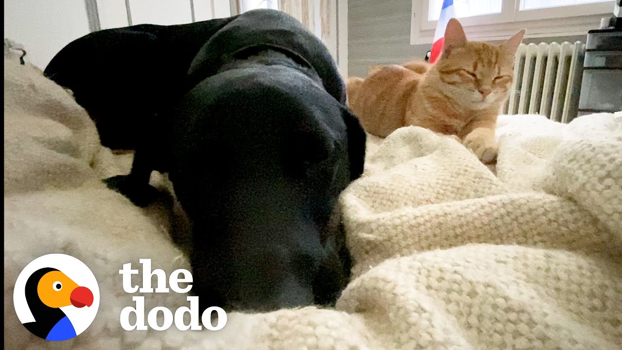 Kittens Choose Awkward Dog To Be Their Big Brother