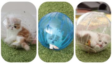 Kittens in Hamster Balls