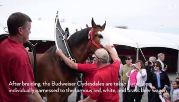 Life on the Road with the Budweiser Clydesdales