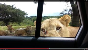 Lion Opens Family’s Car Door!