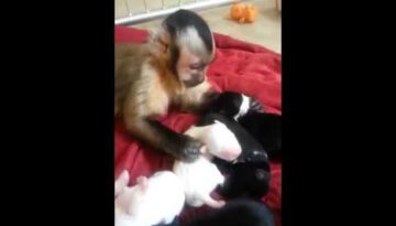 Little Monkey Loves His New Puppy Friends