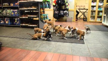 Living With 16 Puppies