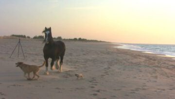 Man, Horse and 3 Dogs – a Day at the Beach!