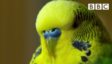 Meet Disco the Incredible Talking Budgie