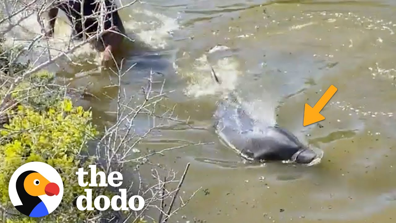 Men Jump Into River To Save A Dolphin’s Life