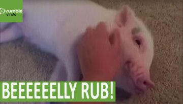 Mirco Pig Enjoys Belly Rub