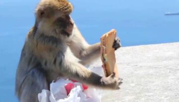Monkey Stole and Ate My Sandwich
