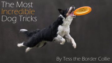 Most Impressive Dog Trick Ever!