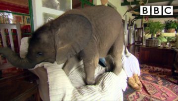 Moyo the Baby Elephant Causes Havoc at Home