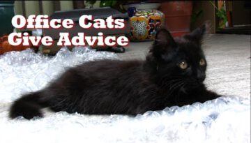 Office Cats Give Advice