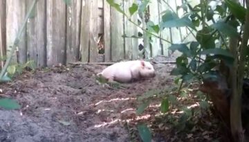 Oliver the Piggy Has the Zoomies!