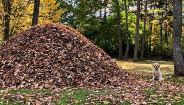 One Deep Pile of Leaves