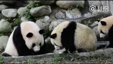 Panda Mom Presses Her Naughty Baby for a Bath