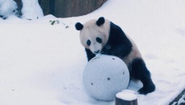 Panda Snow Day